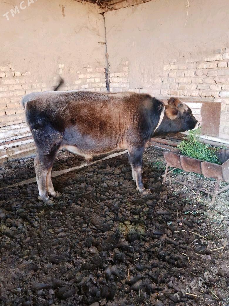 ökiz - Мары - img 2