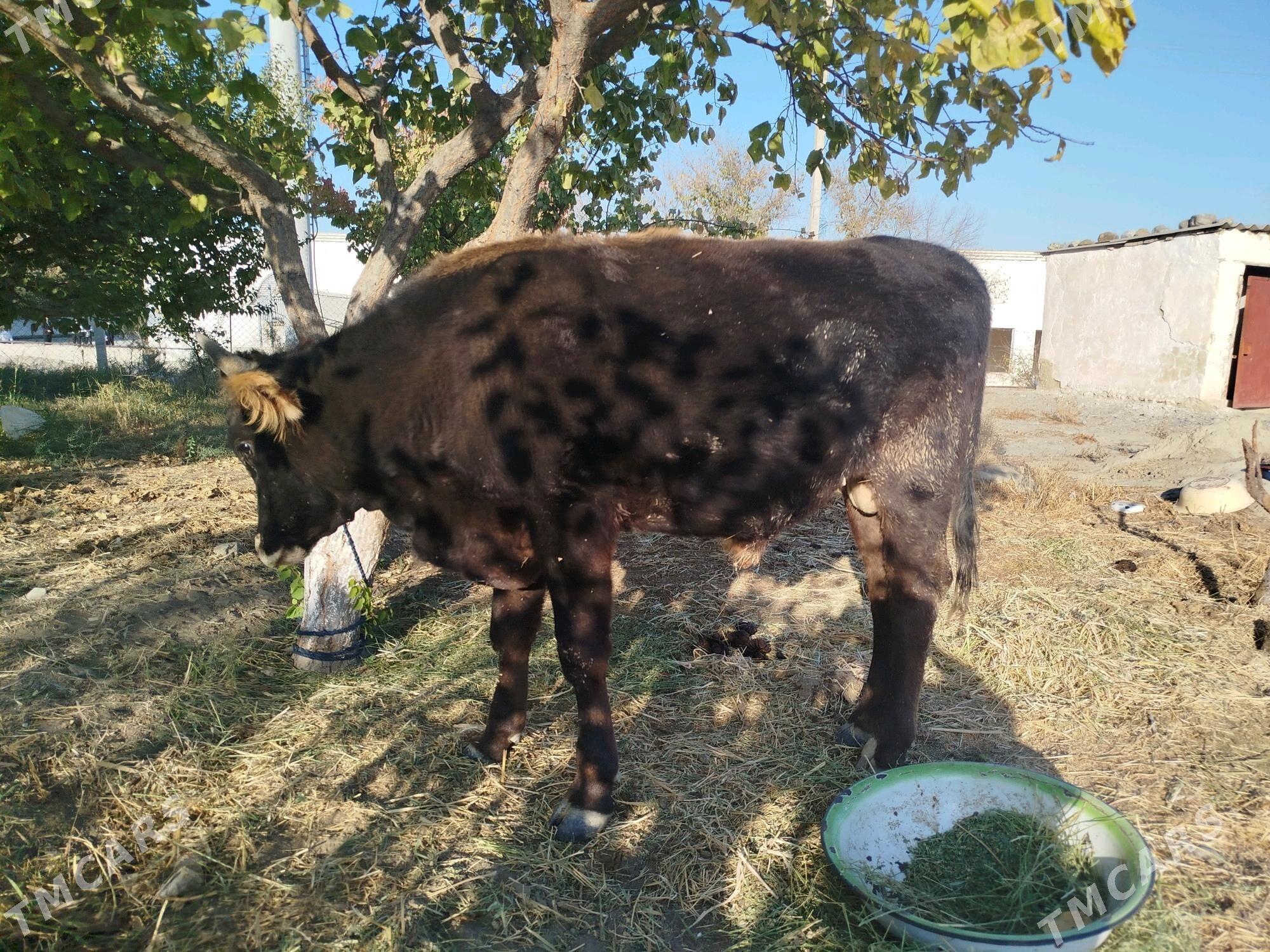 öküz - Бахарден - img 3