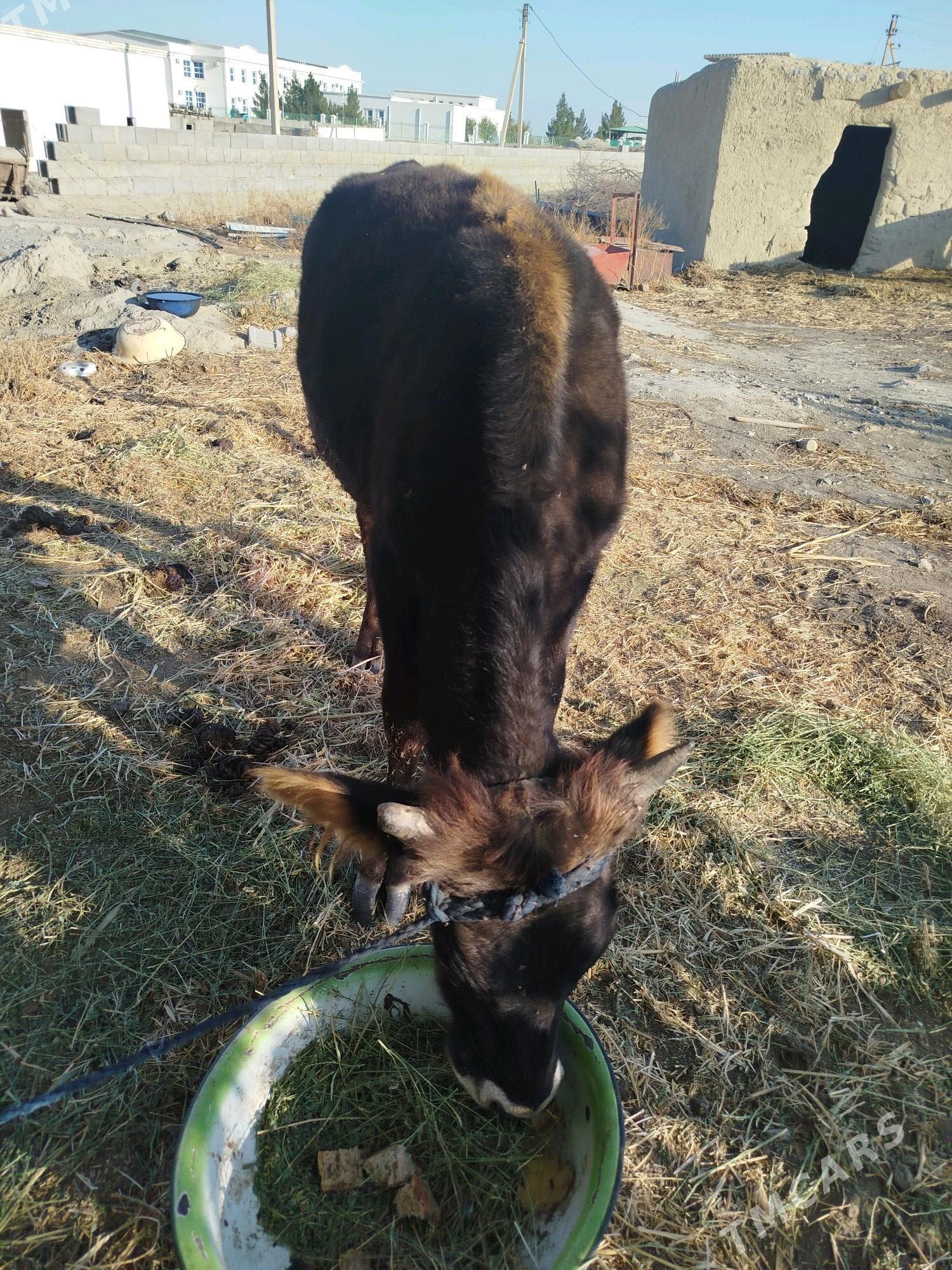 öküz - Бахарден - img 6