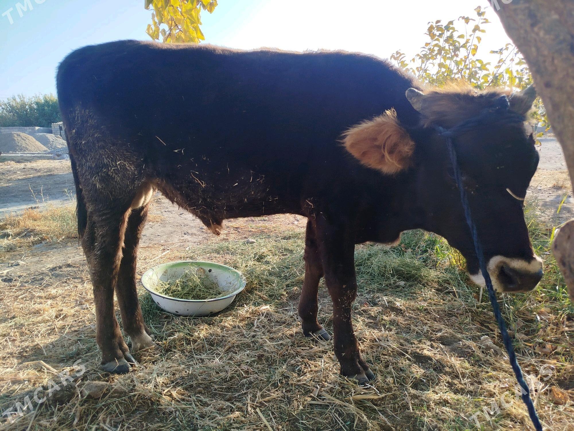 öküz - Бахарден - img 4