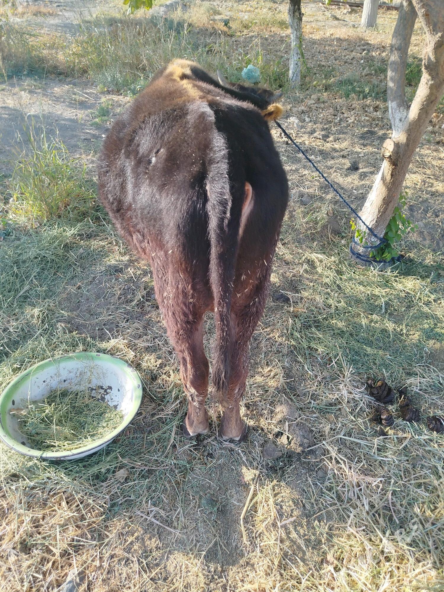 öküz - Бахарден - img 5