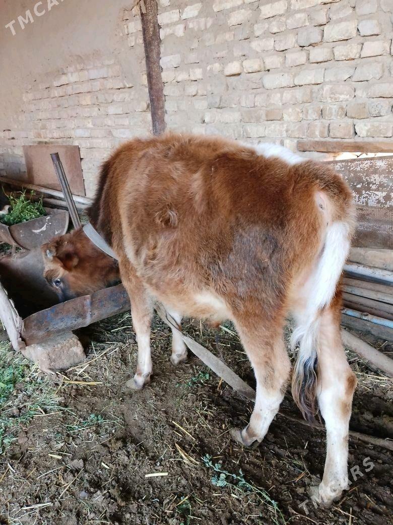 ökizce - Mary - img 2