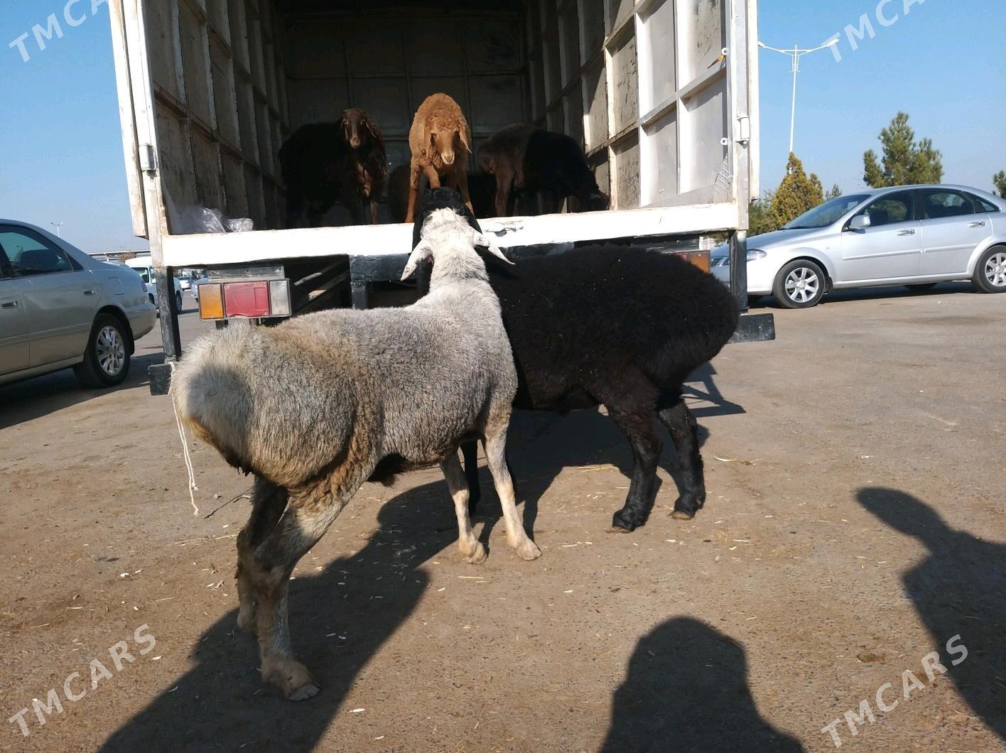 goyun - Çärjew - img 2