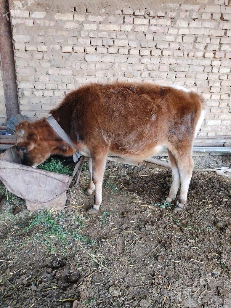 ökizce - Mary - img 3