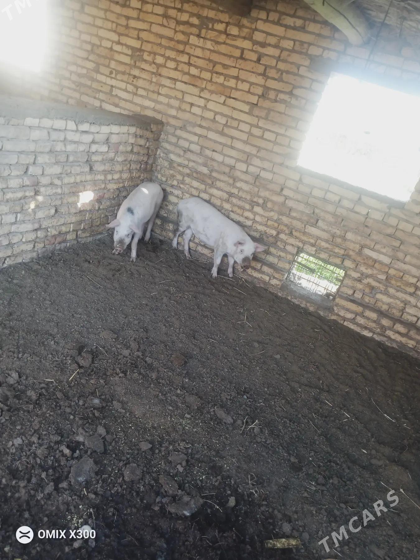 Doňuz - Türkmenabat - img 4