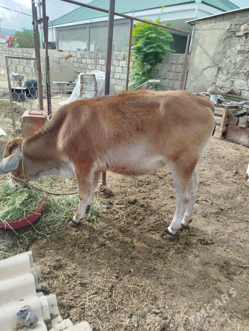 okuz - Яшлык - img 2