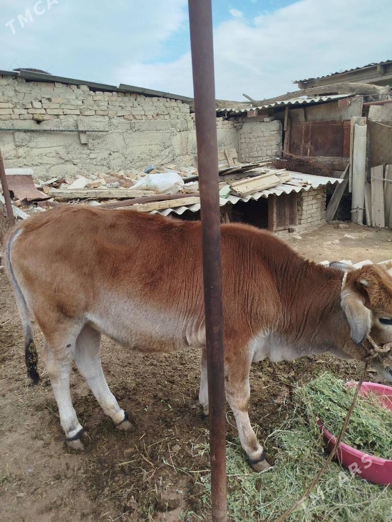 okuz - Яшлык - img 5