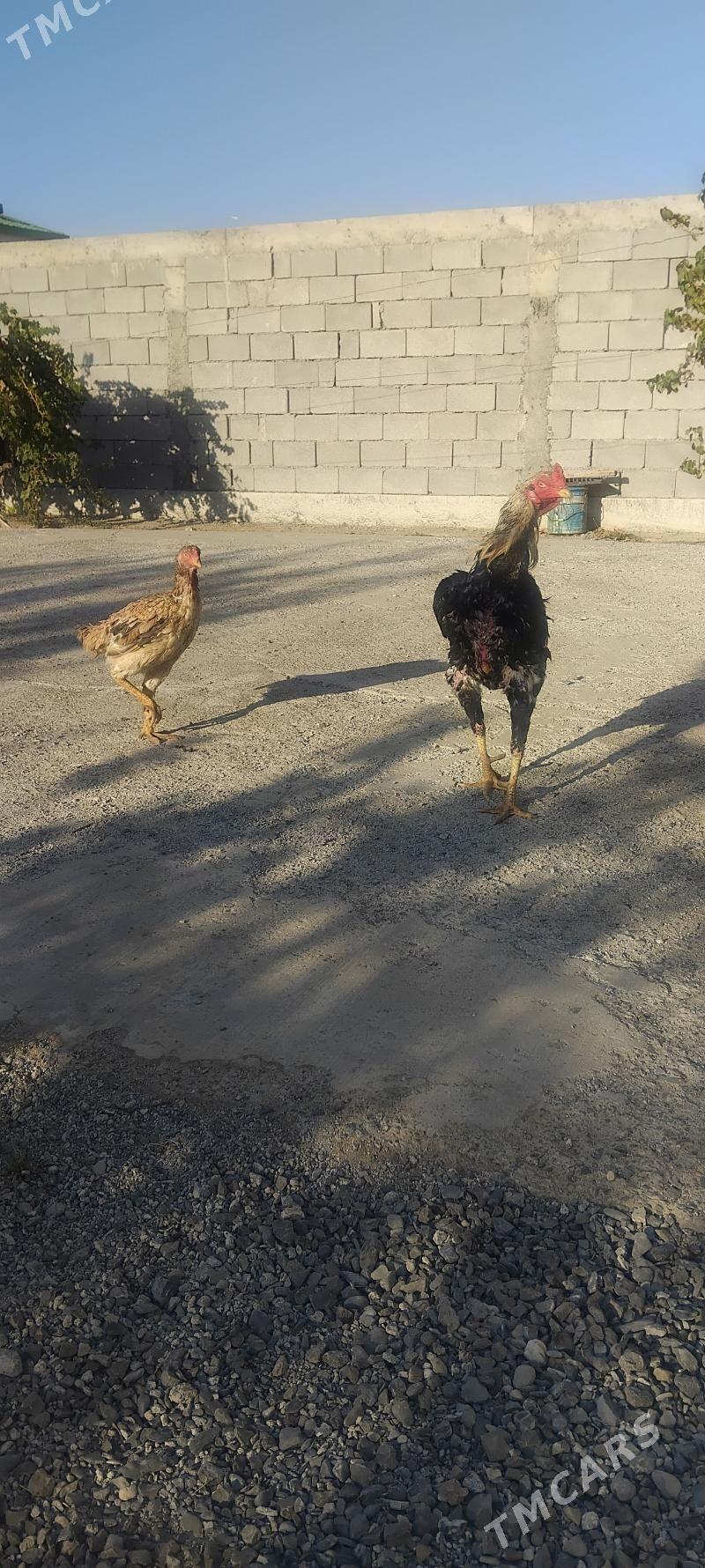 tovuk - Täze zaman - img 7