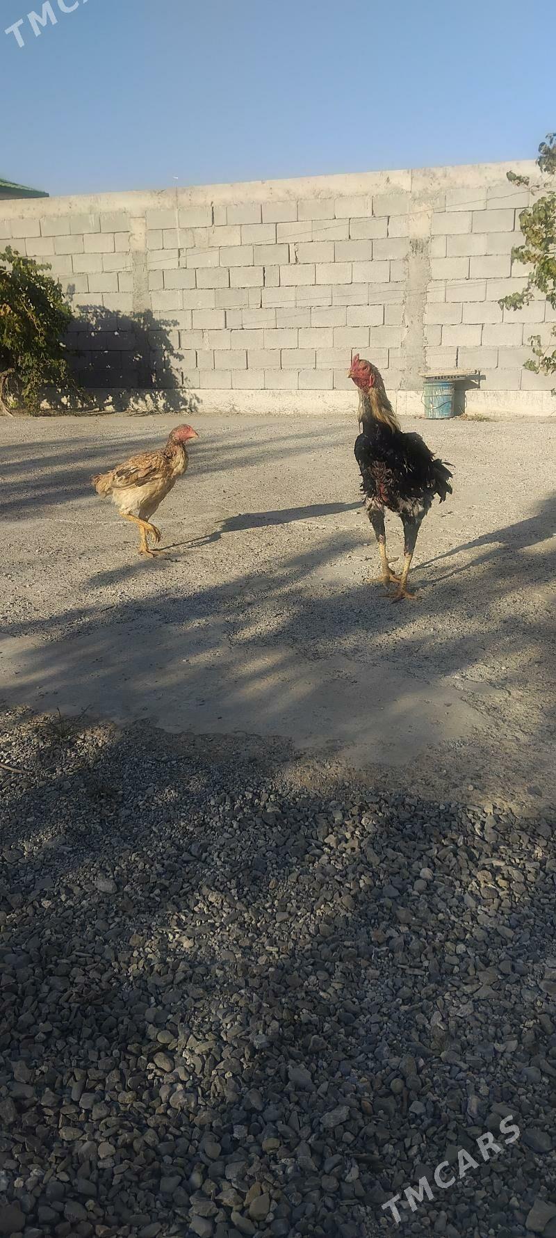 tovuk - Täze zaman - img 5