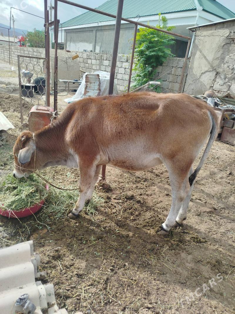 okuz - Яшлык - img 6