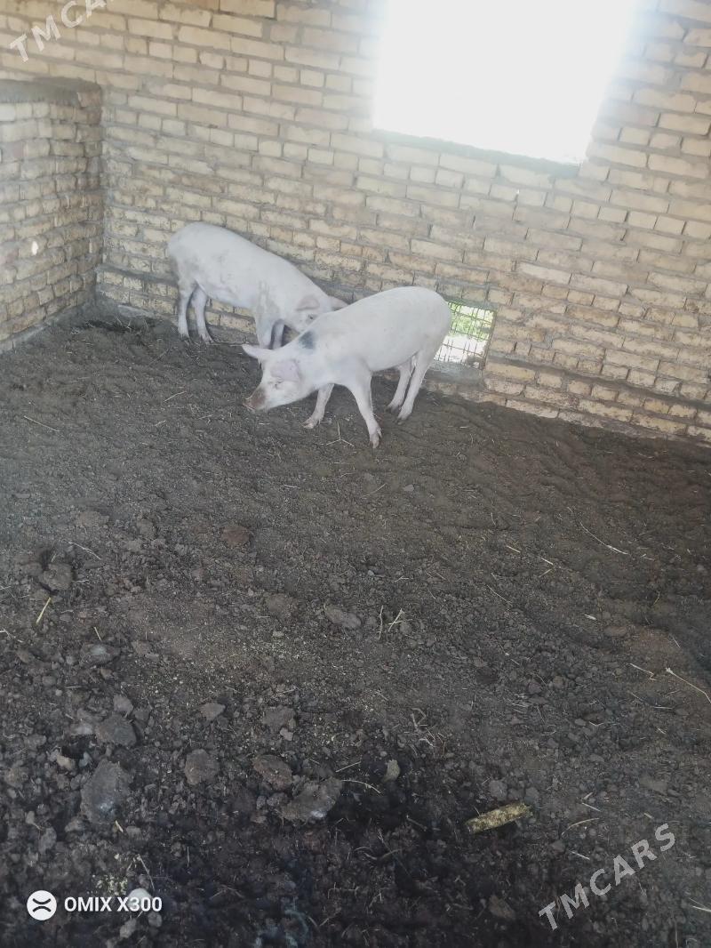 Doňuz - Türkmenabat - img 3