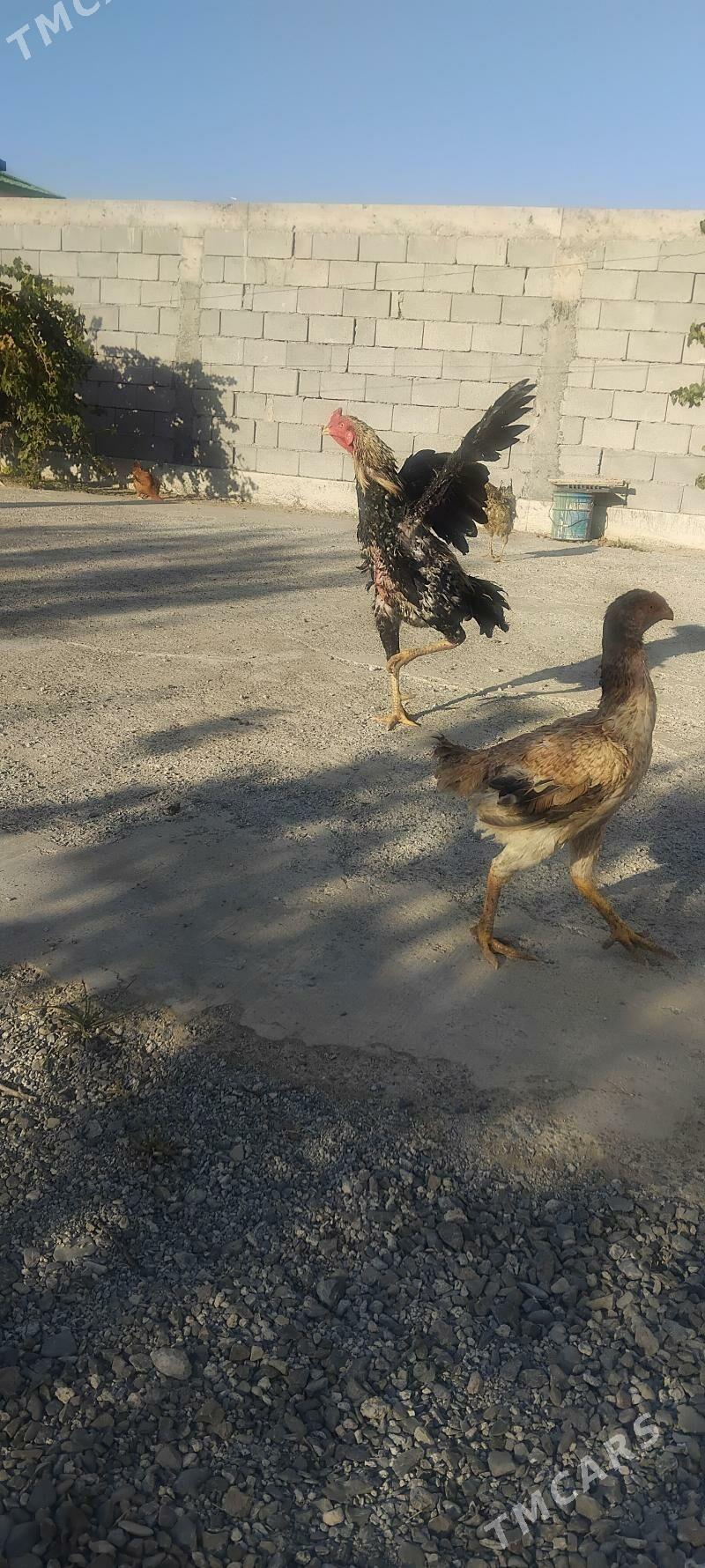 tovuk - Täze zaman - img 3