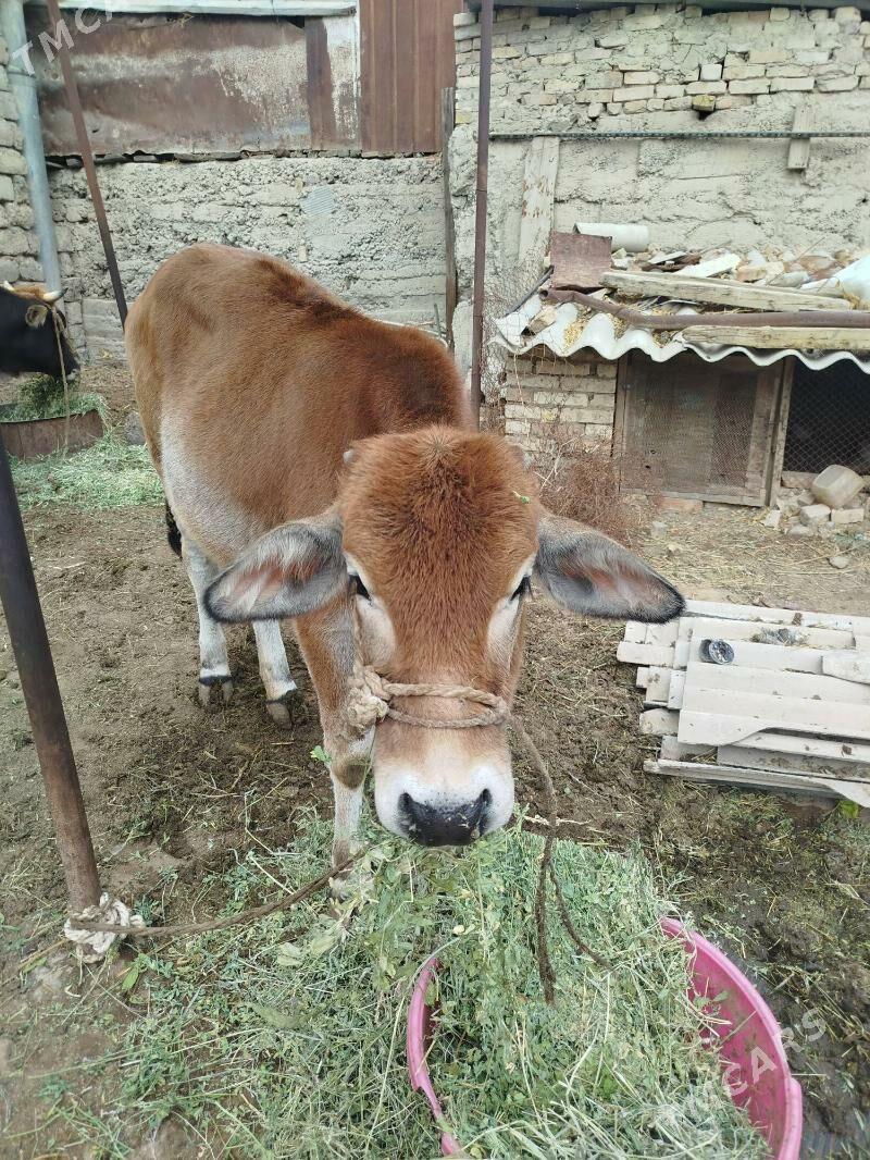 okuz - Яшлык - img 4