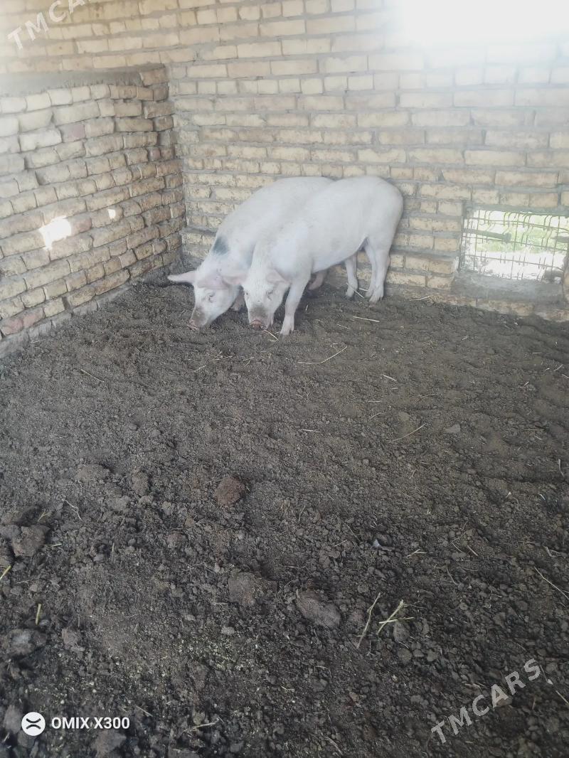 Doňuz - Türkmenabat - img 2