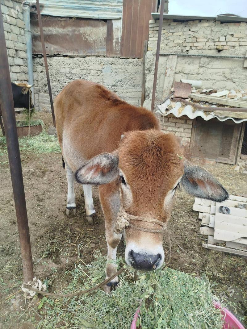 okuz - Яшлык - img 3