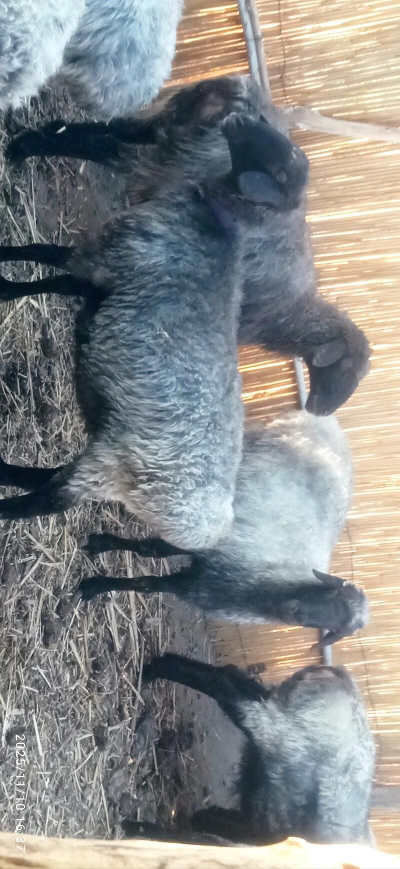 gysyr goyunlar - Гороглы (Тагта) - img 3