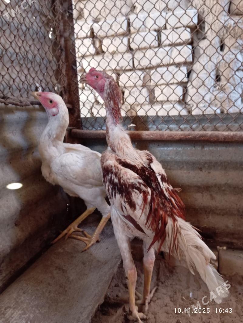 TASGENT HORAZ - Murgap - img 3