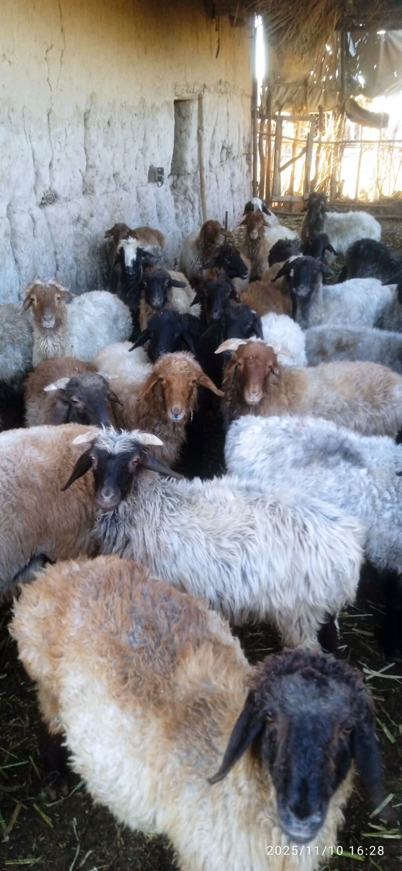 gysyr goyunlar - Гороглы (Тагта) - img 7