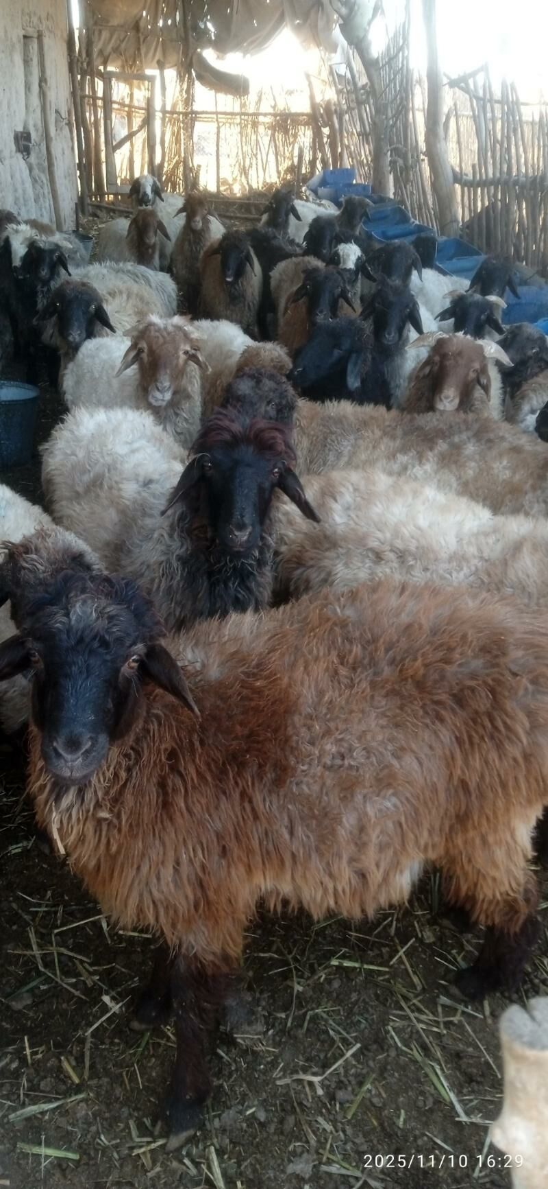 gysyr goyunlar - Гороглы (Тагта) - img 5