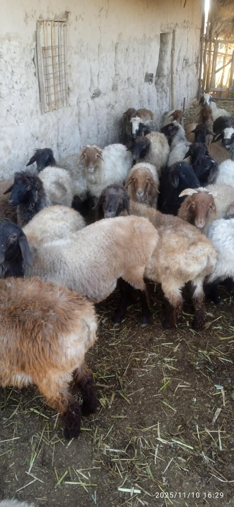 gysyr goyunlar - Гороглы (Тагта) - img 6