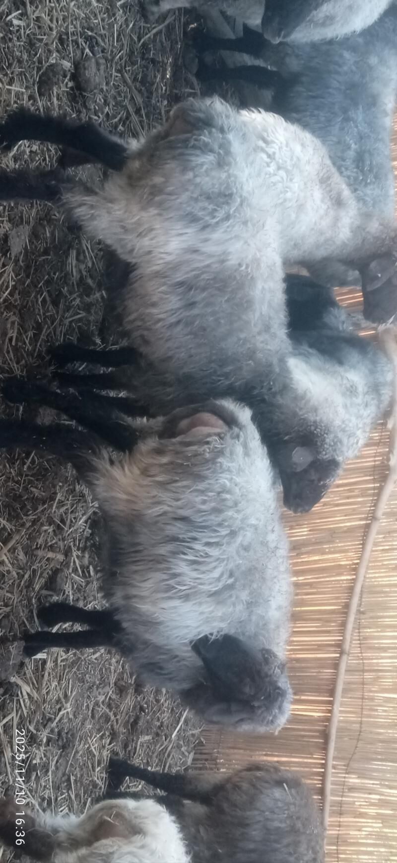 gysyr goyunlar - Гороглы (Тагта) - img 2