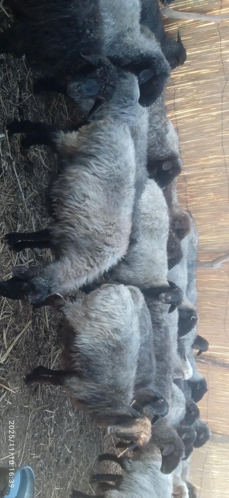 gysyr goyunlar - Гороглы (Тагта) - img 4