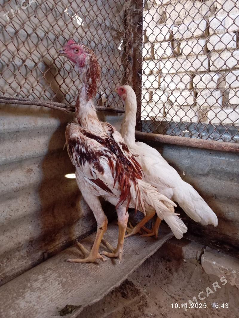 TASGENT HORAZ - Murgap - img 6