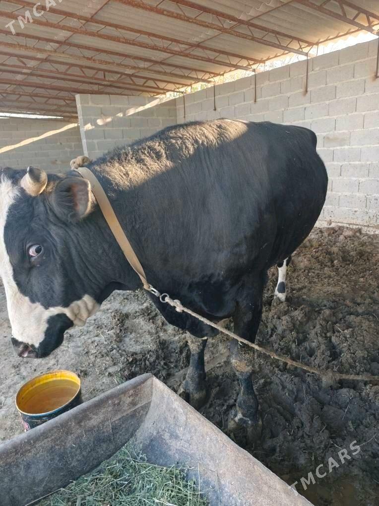 Öküz - Бахарден - img 3