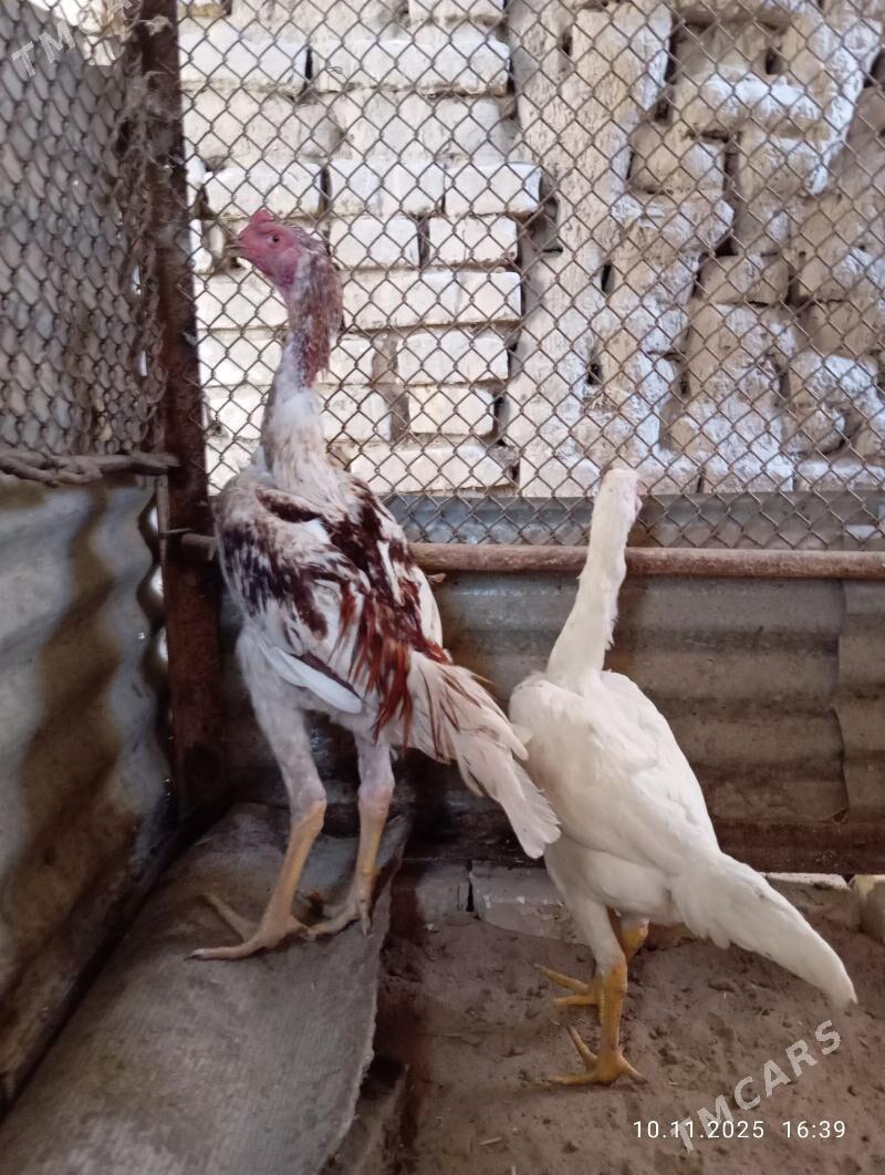 TASGENT HORAZ - Murgap - img 2