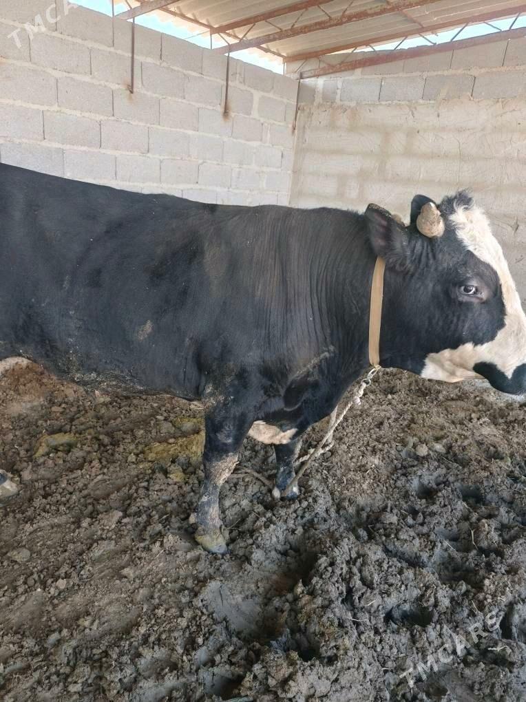 Öküz - Бахарден - img 4