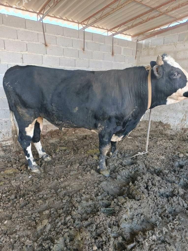 Öküz - Бахарден - img 2