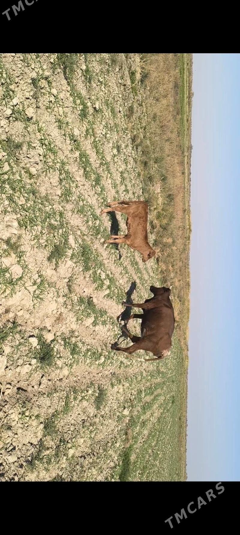 Göleli sygyr - Kaka - img 3