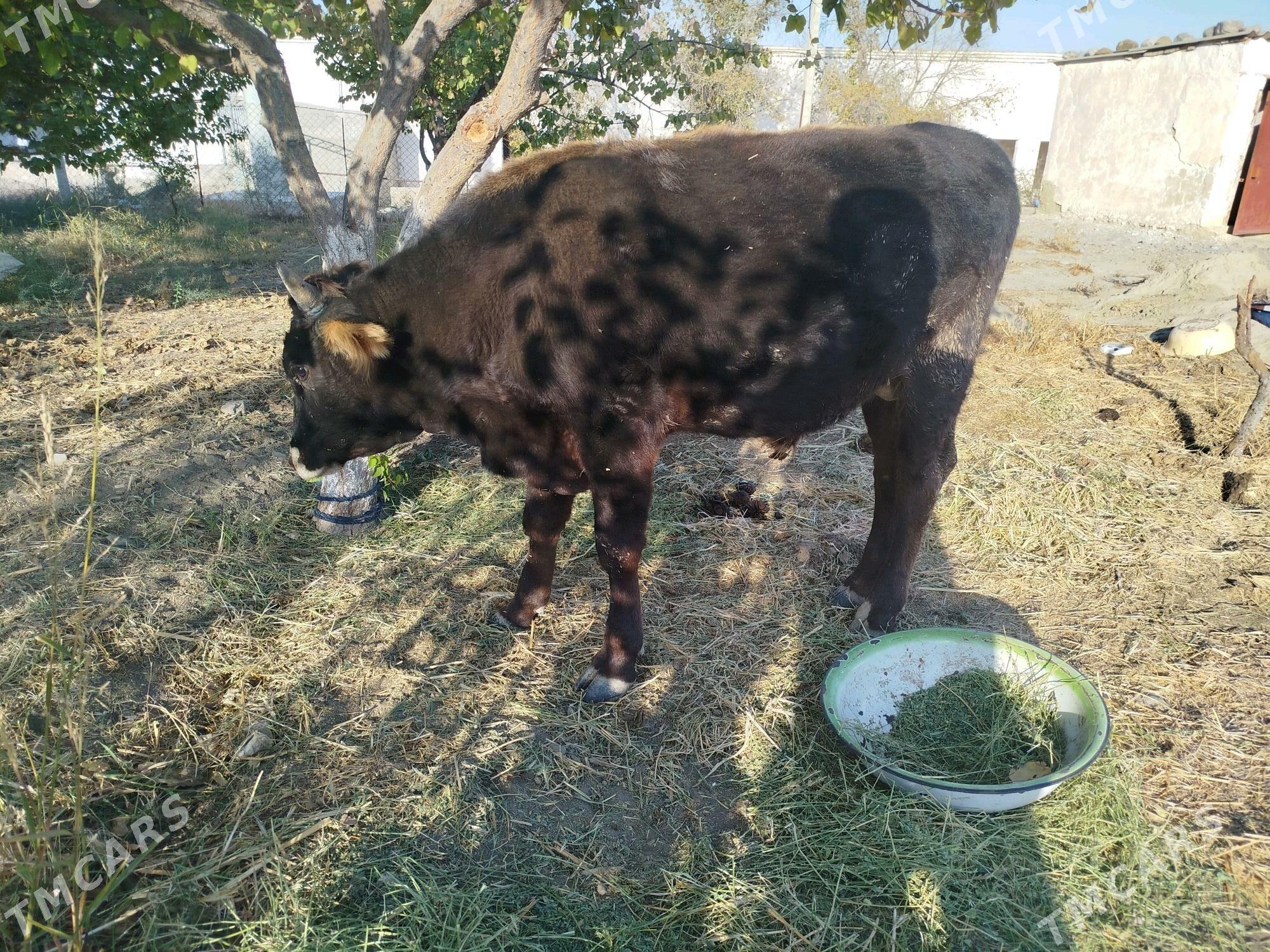 öküz - Бахарден - img 2