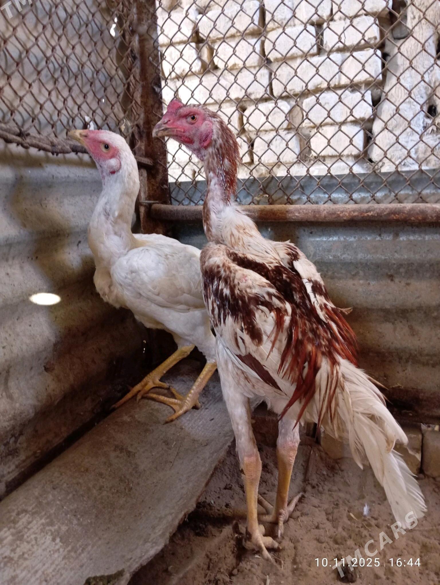 TASGENT HORAZ - Murgap - img 5