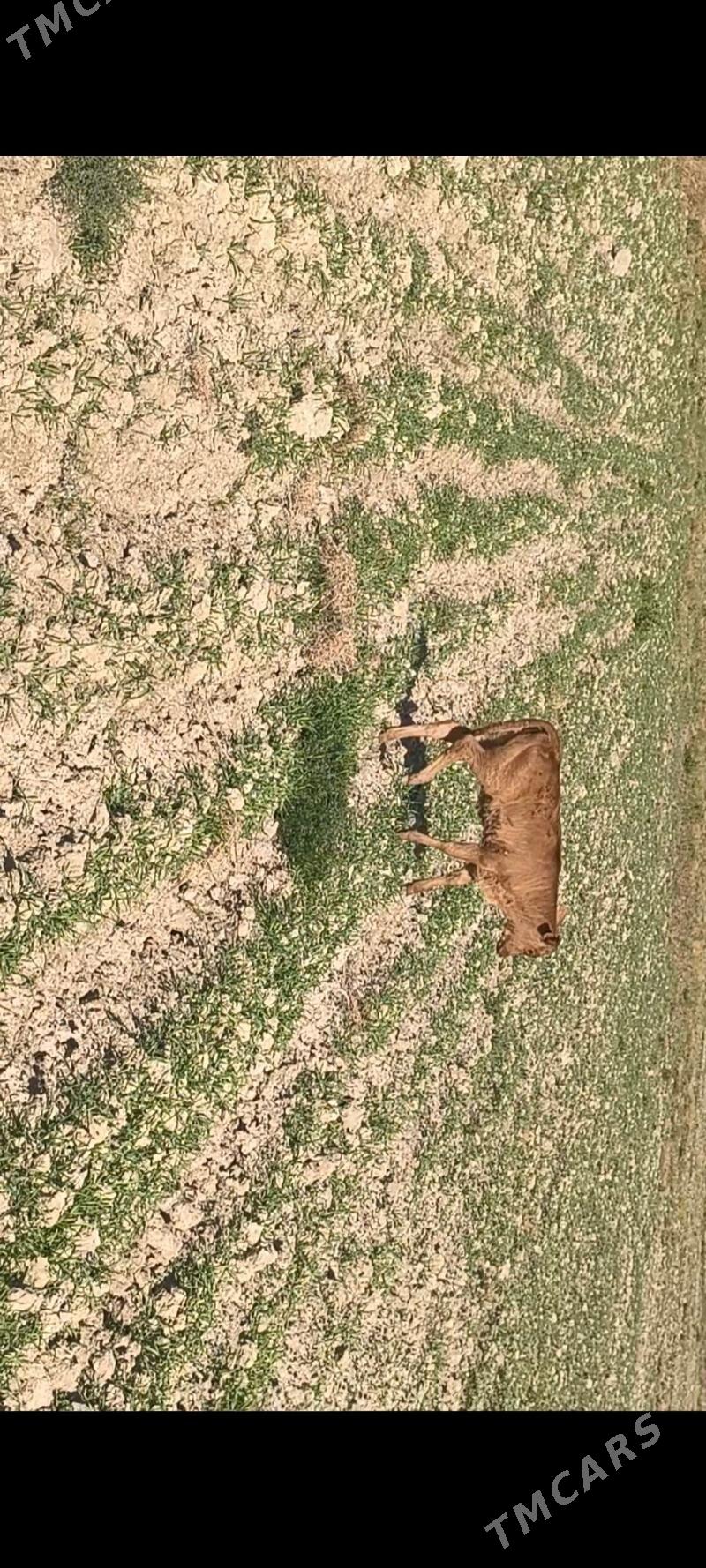 Göleli sygyr - Kaka - img 5