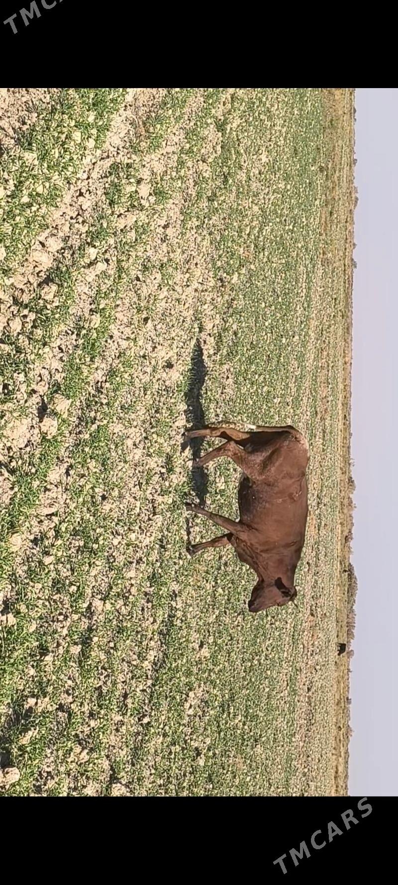 Göleli sygyr - Kaka - img 2