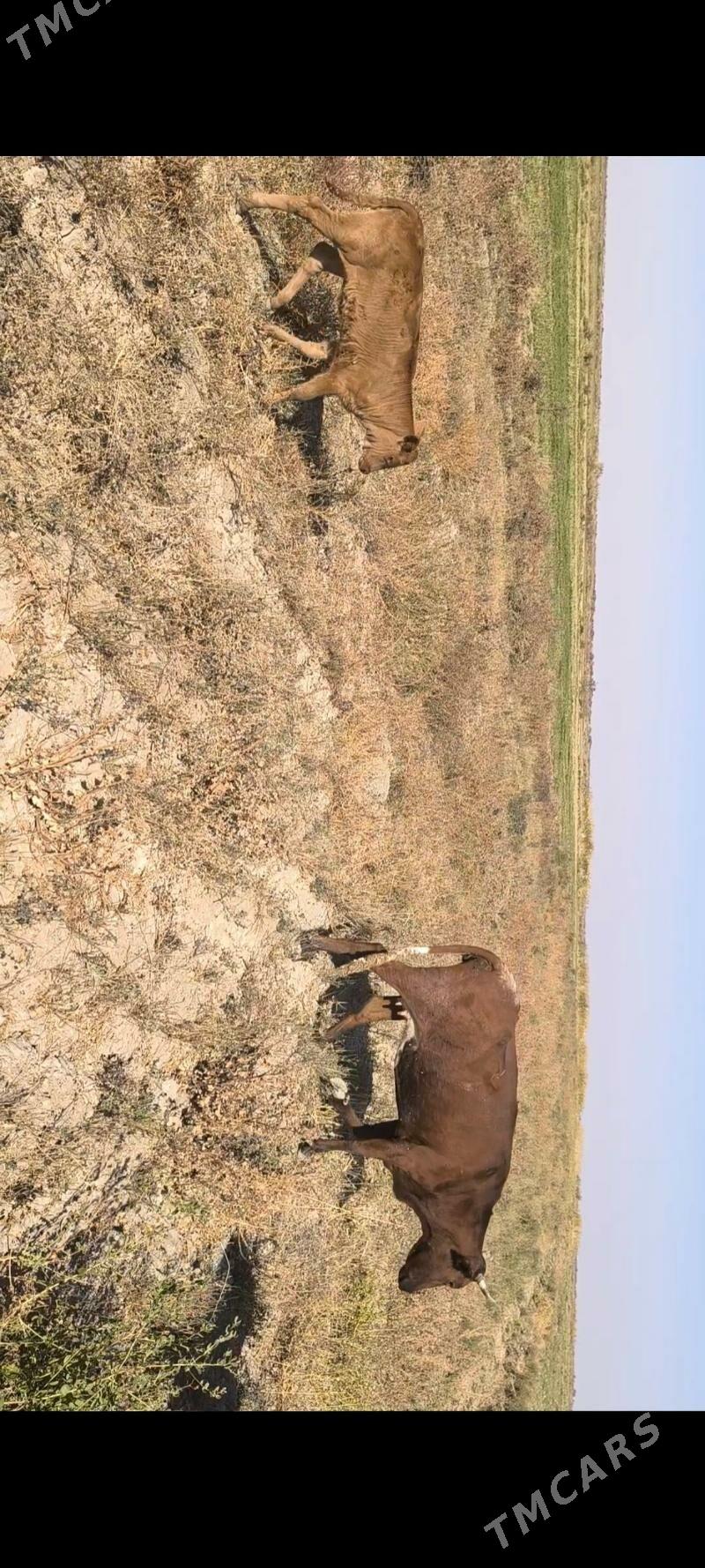 Göleli sygyr - Kaka - img 4