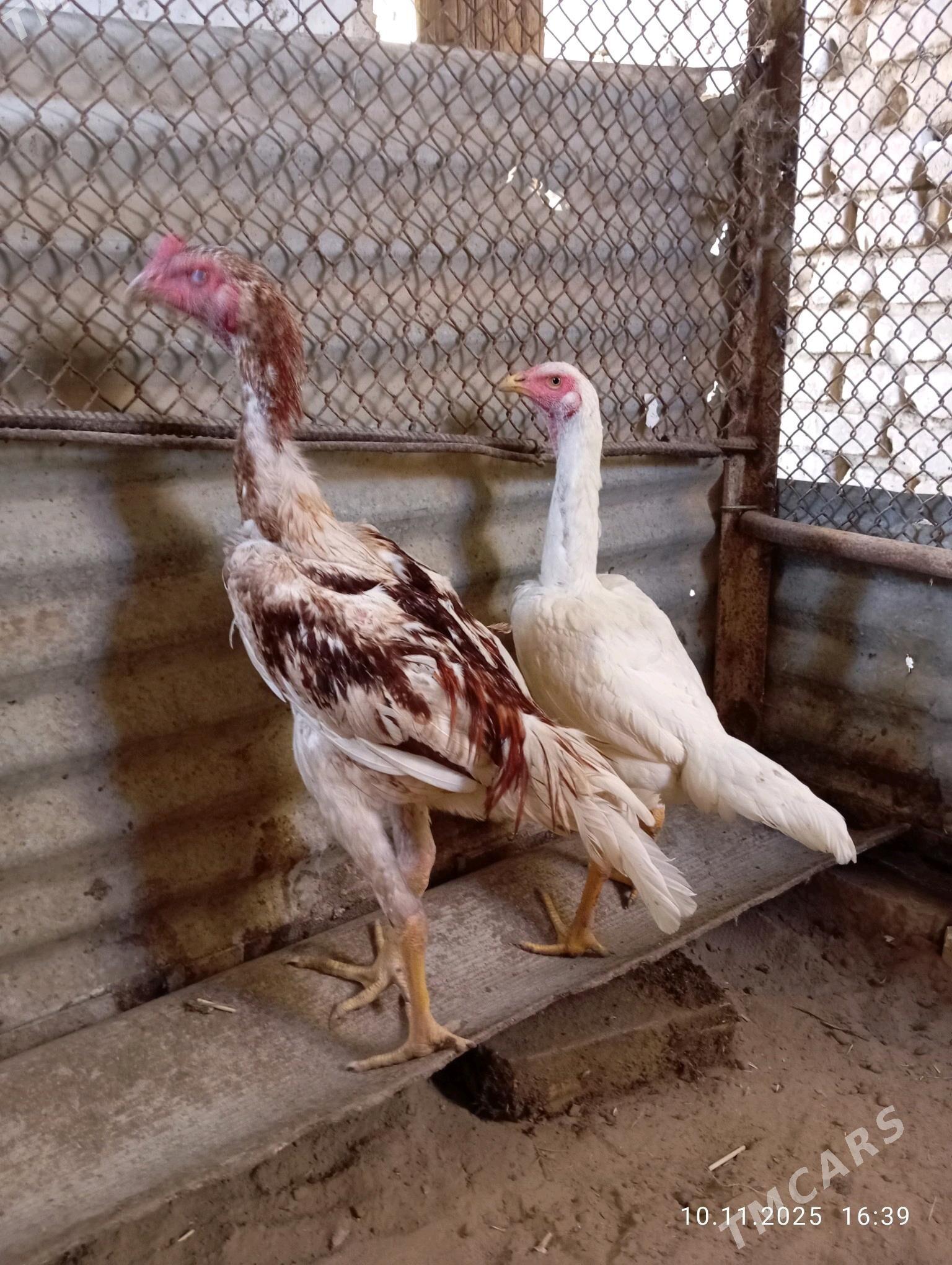 TASGENT HORAZ - Murgap - img 7