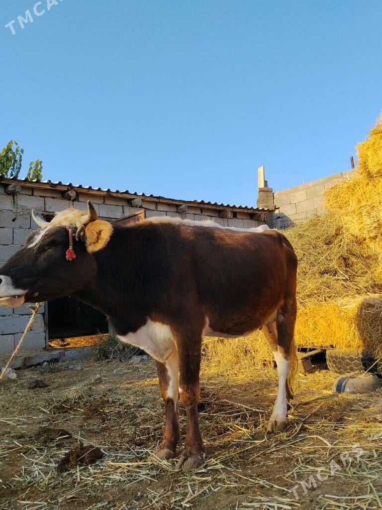 Sygyr - Gökdepe - img 2