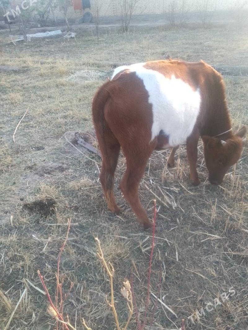 hojek - Сакар - img 2