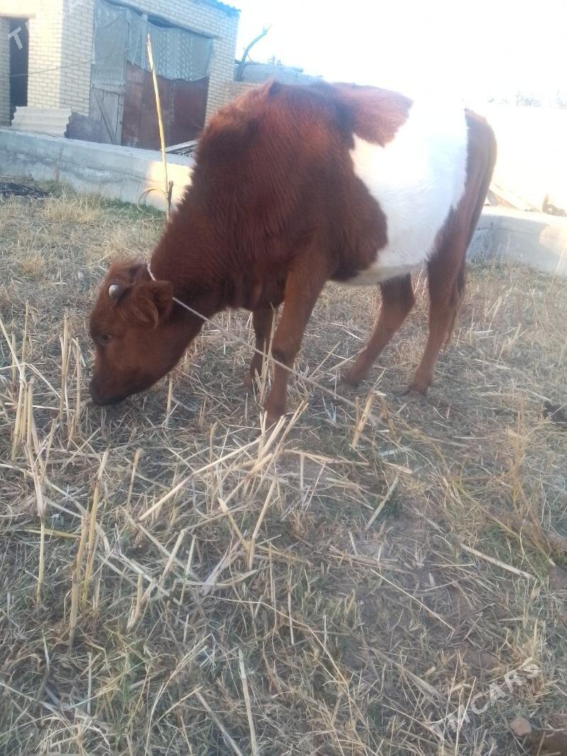 hojek - Сакар - img 3