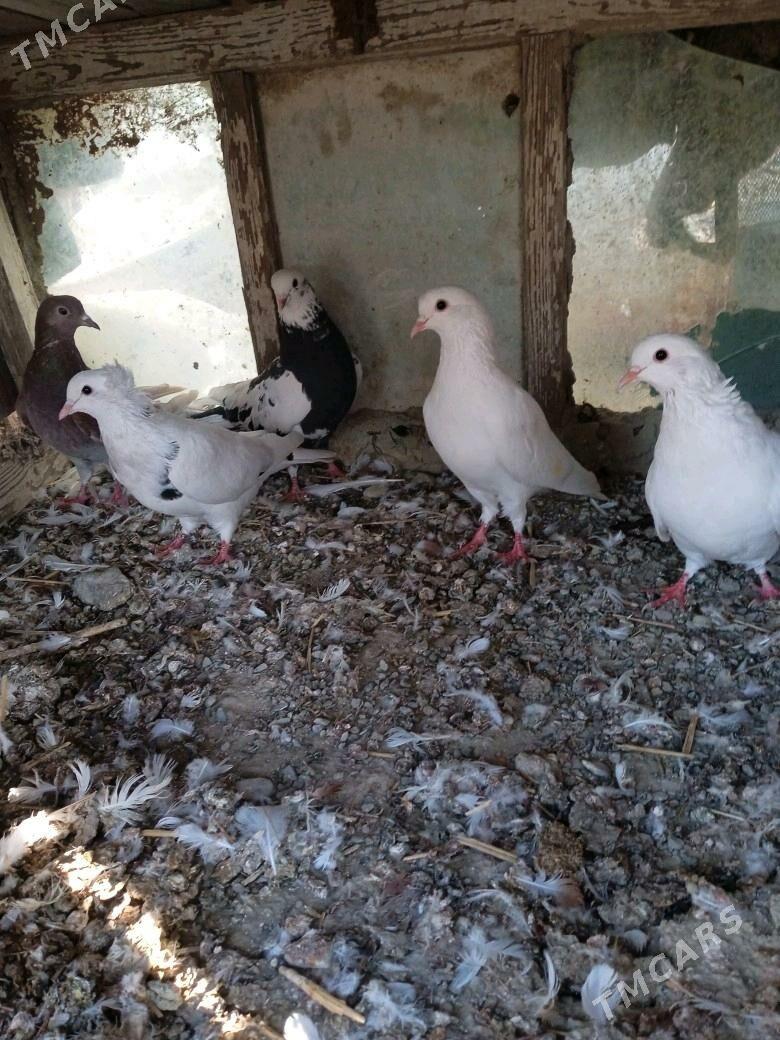 kepder - Бахарден - img 1