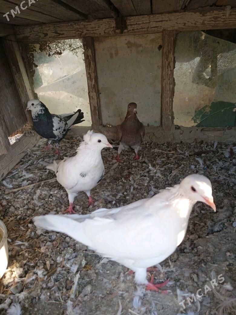 kepder - Бахарден - img 2