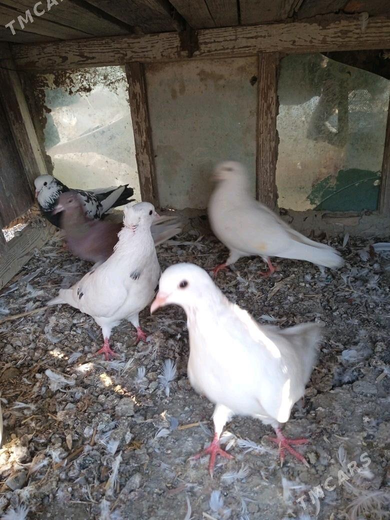 kepder - Бахарден - img 3