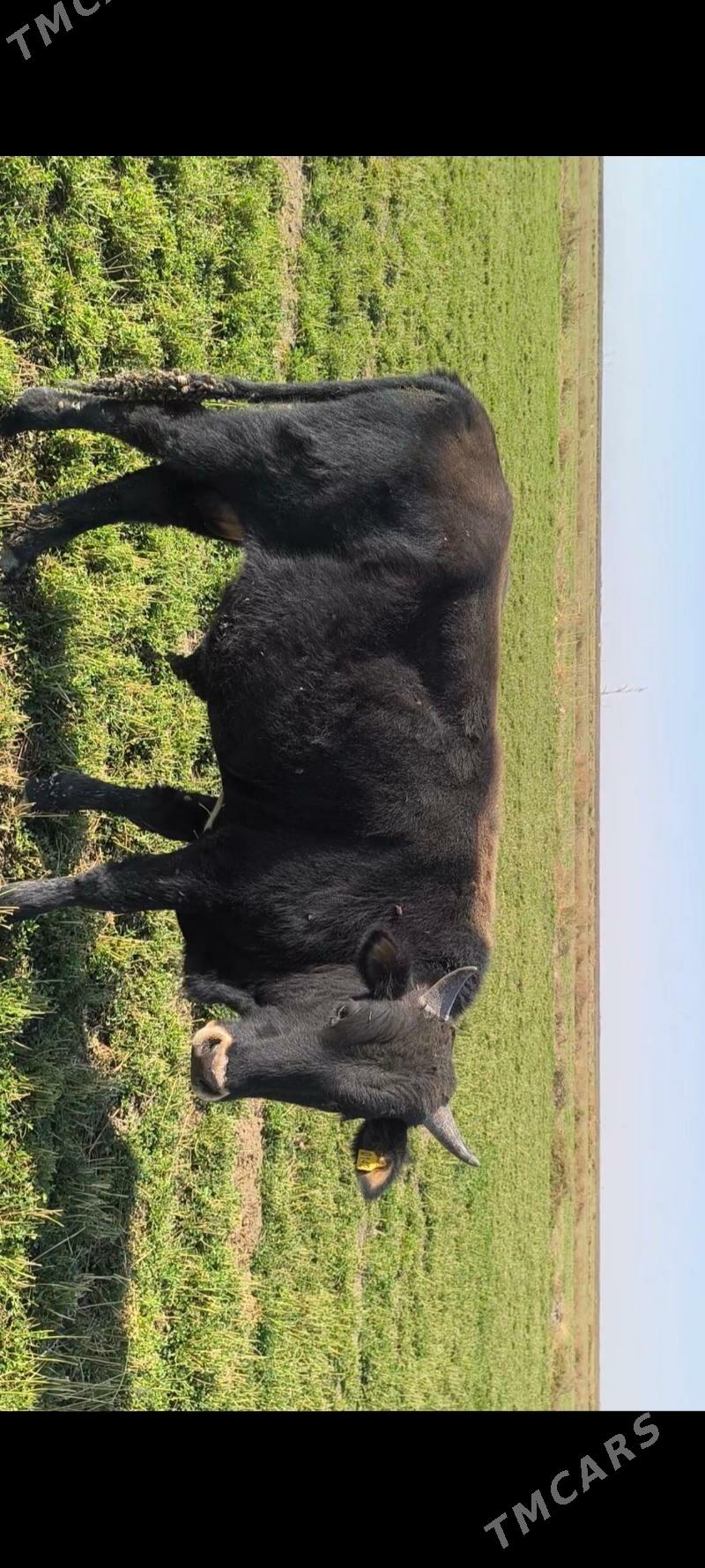 Öküz - Кака - img 7