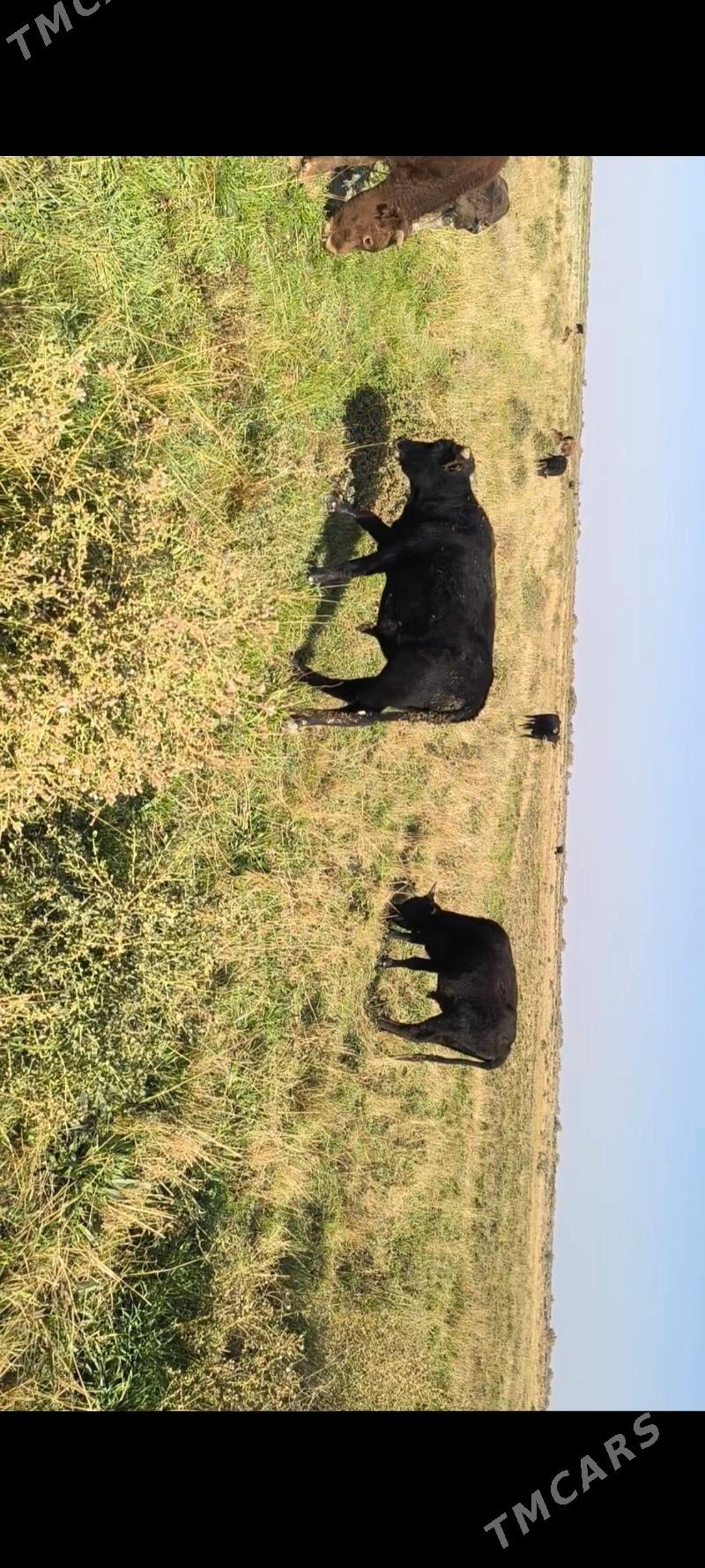 Öküz - Кака - img 5