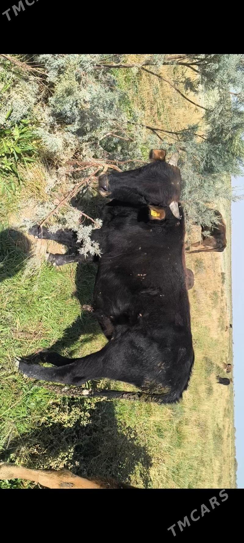 Öküz - Кака - img 4