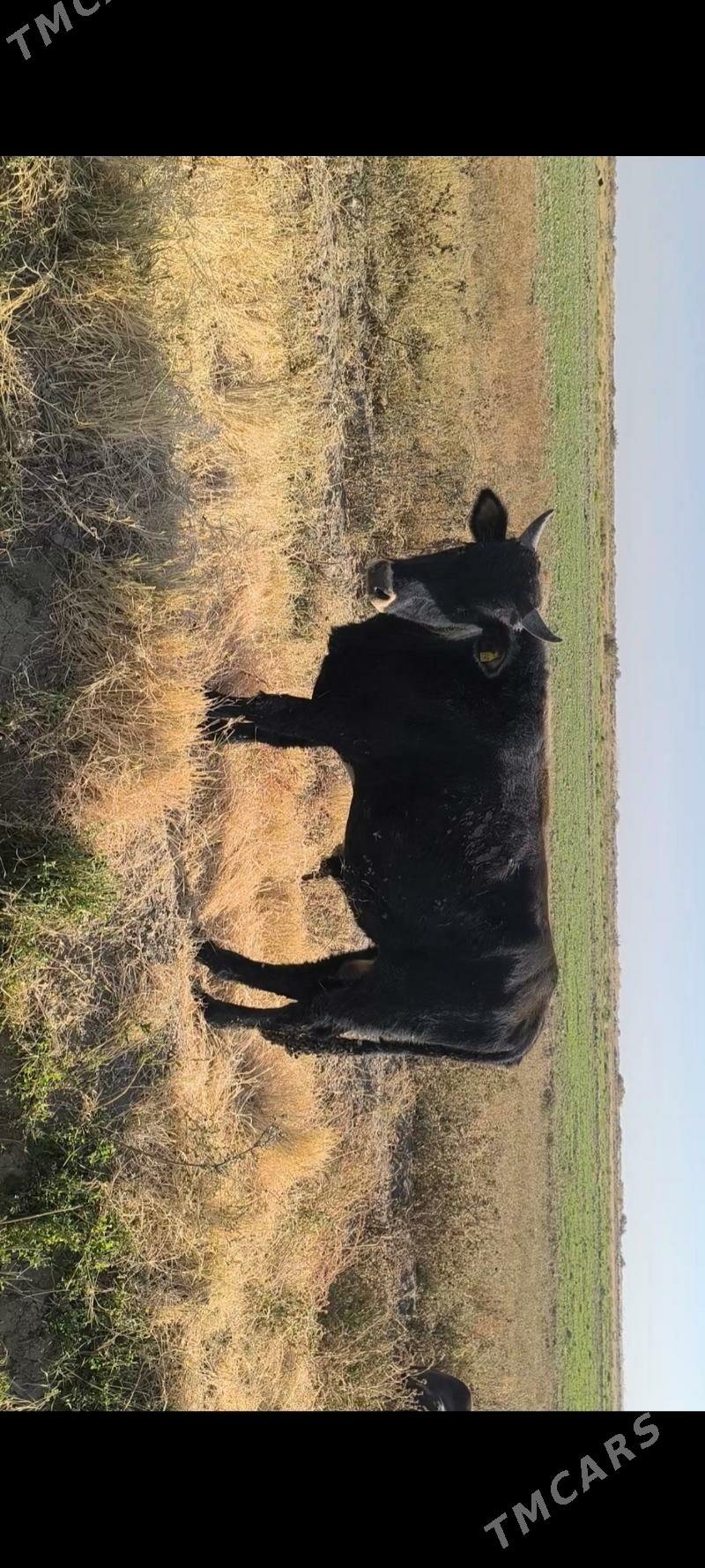 Öküz - Кака - img 8