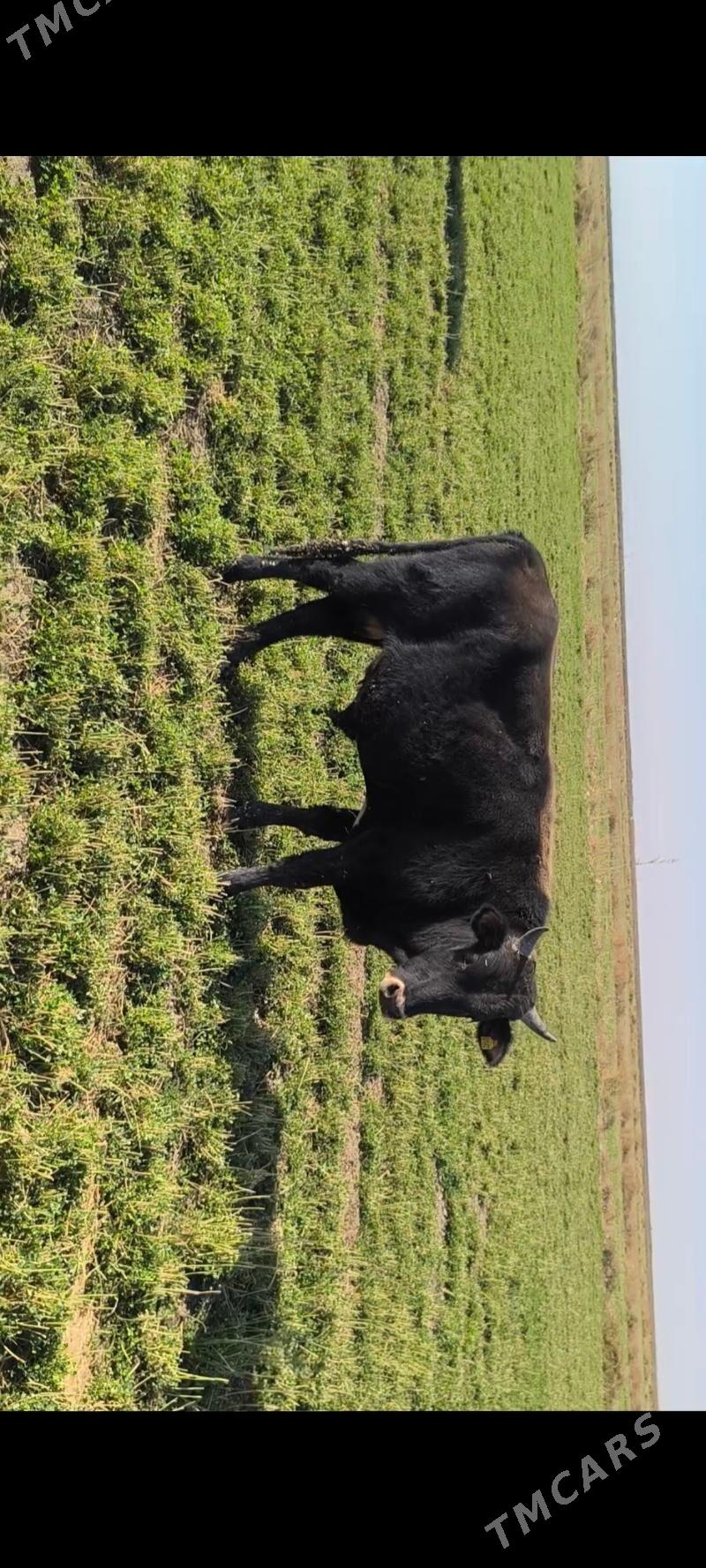 Öküz - Кака - img 2