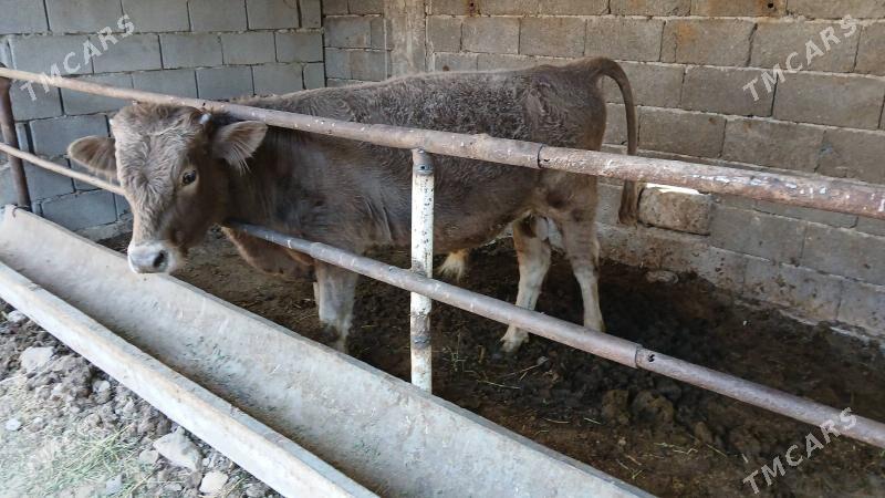 okuz - Ашхабад - img 2